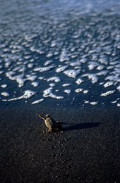 Baby-turtle;-Black-sand;-Comoros-Archipelago;-Foam;-France;-Hatching;-Indian-Ocean;-Kaleidos;-Kaleidos-images;-La-parole-à-limage;-Laurent-Abad;-Mayotte;-Sea-turtle;-Stories-Pictures;-Turtle;-Wildlife